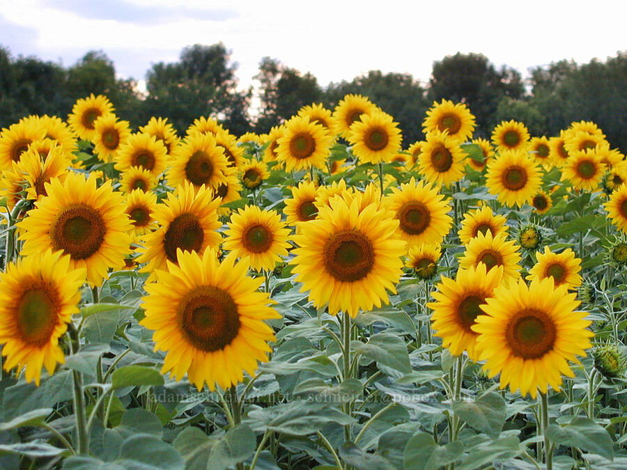 sunflowers (Helianthus sp.) [Highway 27, Alexandria, Douglas County, Minnesota]