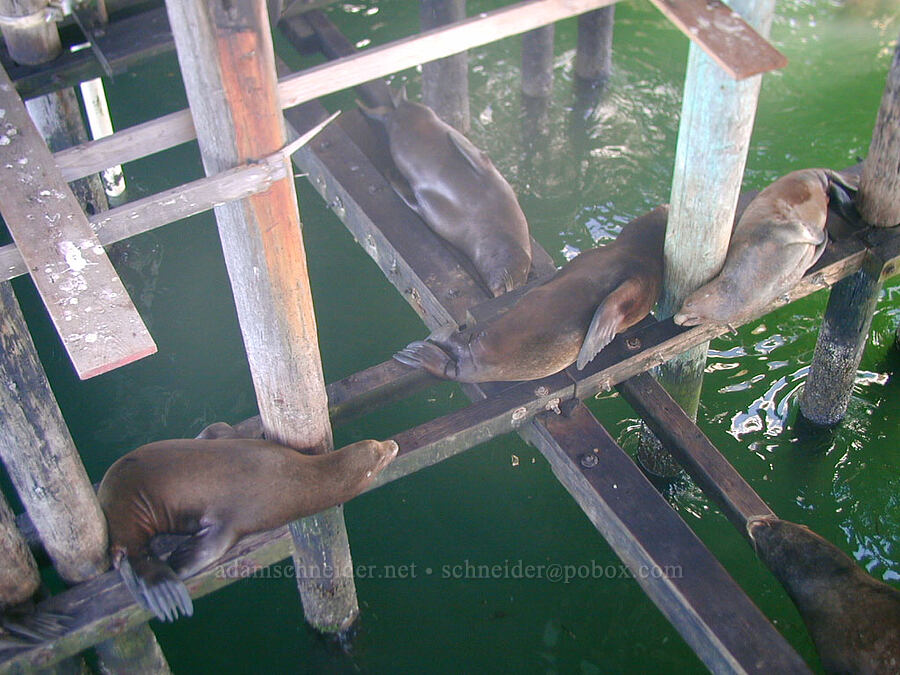 California sea lions (Zalophus californianus) [Santa Cruz Municipal Wharf, Santa Cruz, Santa Cruz County, California]