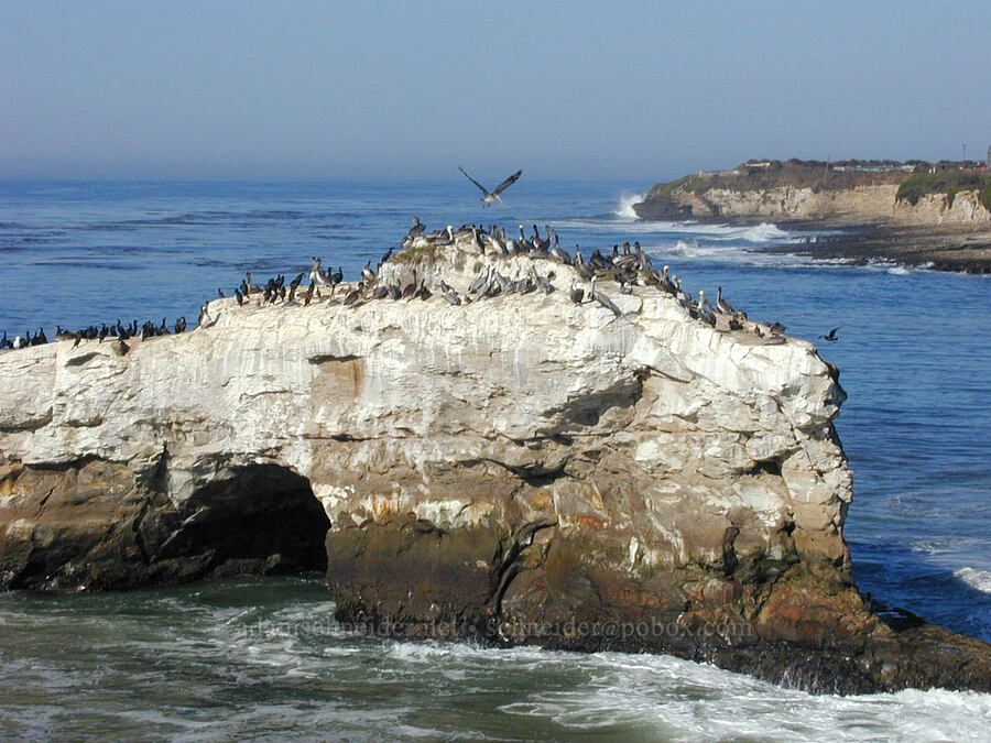 shore birds [Natural Bridges State Beach, Santa Cruz, Santa Cruz County, California]