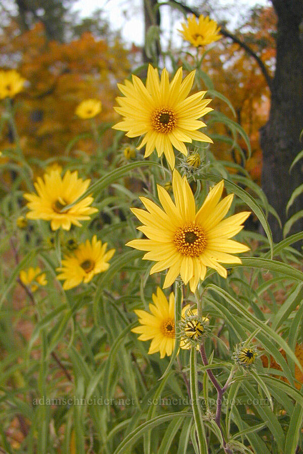 autumn sunflowers [Lake L'Homme Dieu, Alexandria, Douglas County, Minnesota]