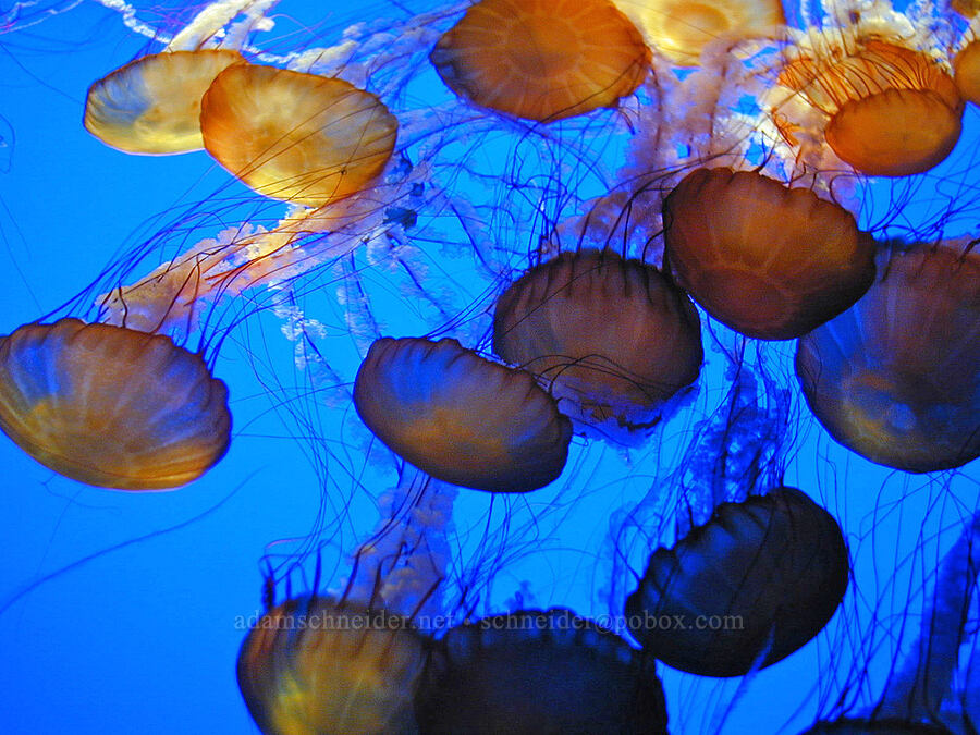 sea nettles (Chrysaora fuscescens) [Monterey Bay Aquarium, Monterey, Monterey County, California]
