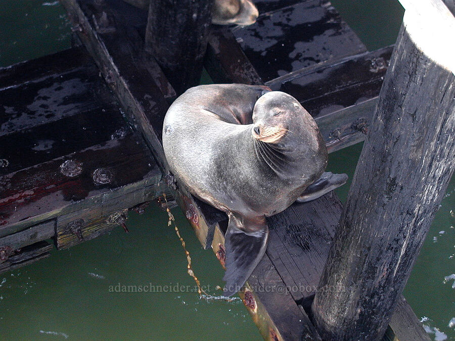 California sea lion (Zalophus californianus) [Santa Cruz Municipal Wharf, Santa Cruz, Santa Cruz County, California]