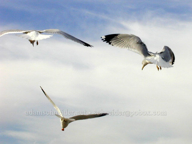 seagulls [Venice Beach, Los Angeles, Los Angeles County, California]