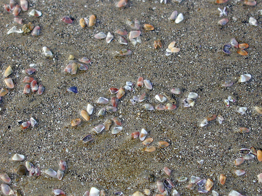 bean clams (coquina shells) (Donax gouldii) [Venice Beach, Los Angeles, Los Angeles County, California]