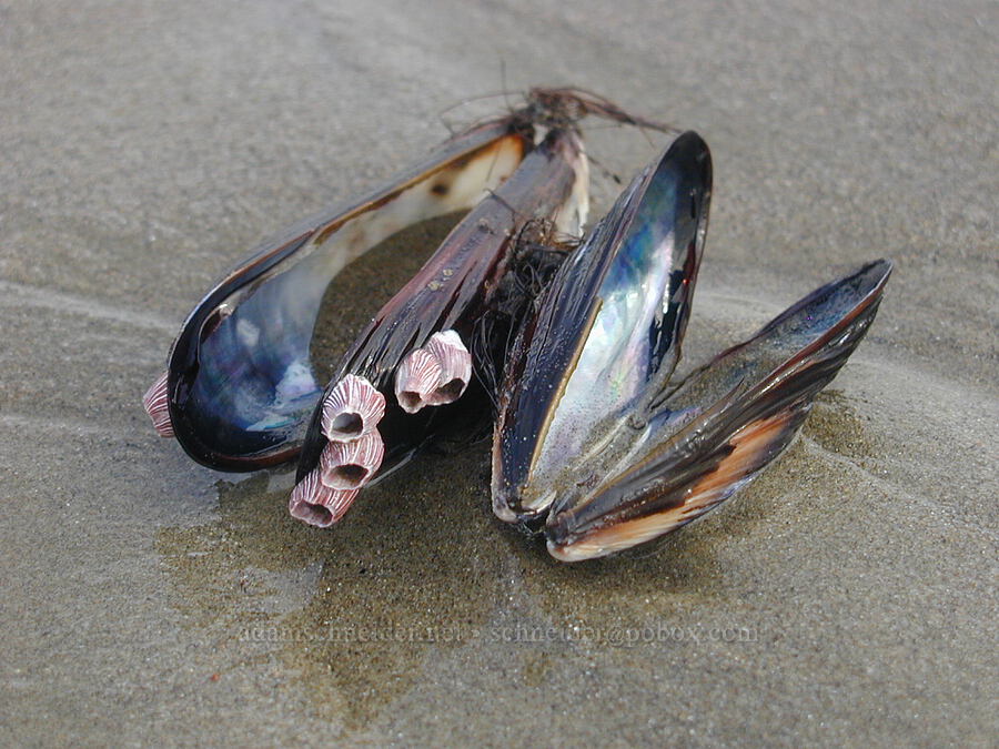 mussel shells [Venice Beach, Los Angeles, Los Angeles County, California]
