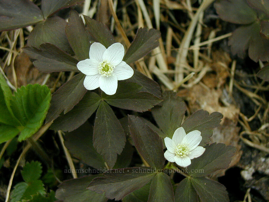 wood anemones (Anemone quinquefolia (Anemonoides quinquefolia)) [Blueberry Hill, Cook County, Minnesota]