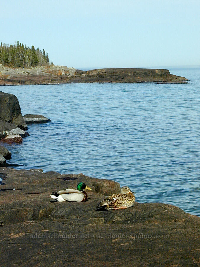 mallard ducks (Anas platyrhynchos) [Artist's Point, Grand Marais, Cook County, Minnesota]