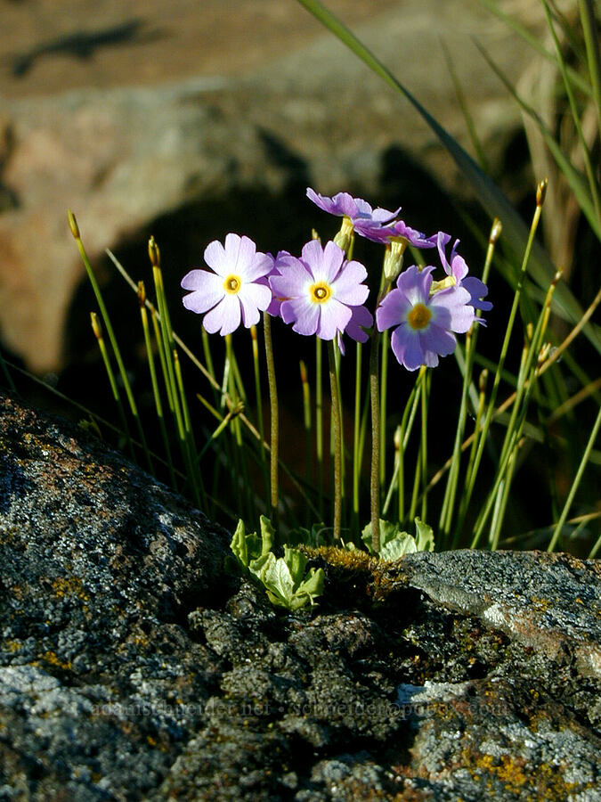 bird's-eye primrose (Primula mistassinica) [Artist's Point, Grand Marais, Cook County, Minnesota]
