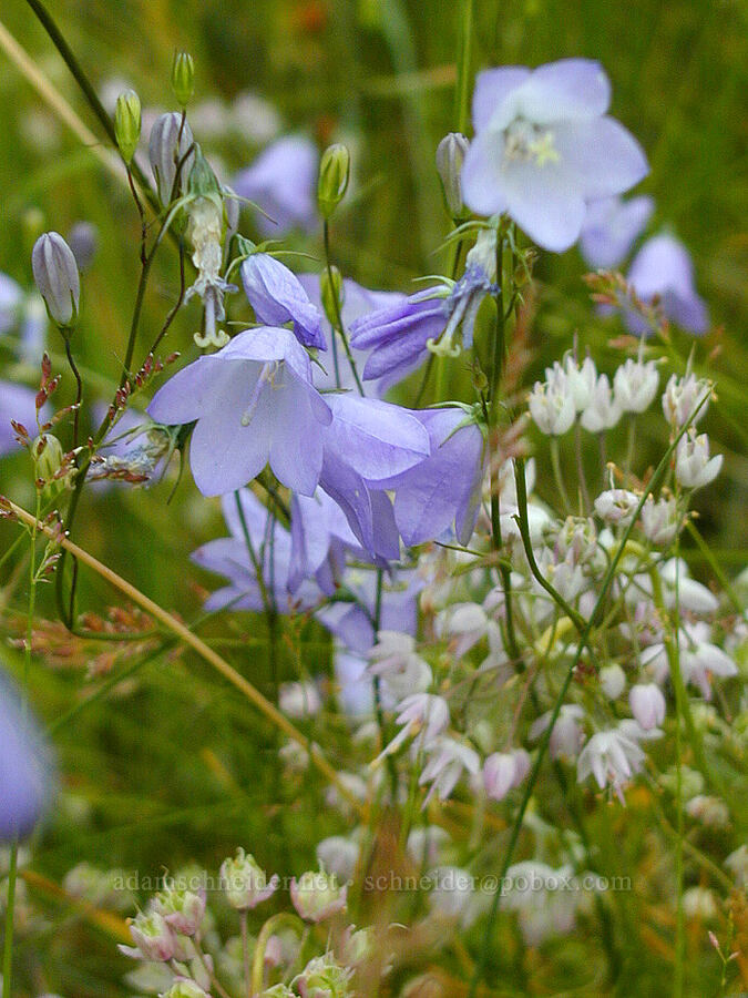harebells & onions (Campanula rotundifolia, Allium cernuum) [Crown Point, Multnomah County, Oregon]