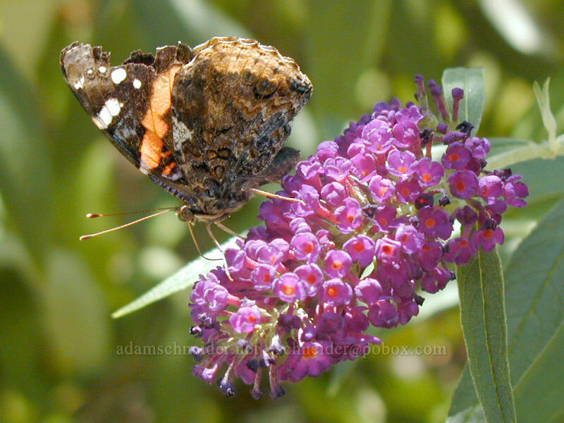 red admiral & butterfly-bush (Vanessa atalanta, Buddleja davidii) [Smithsonian Butterfly Garden, Washington, Washington County, DC]