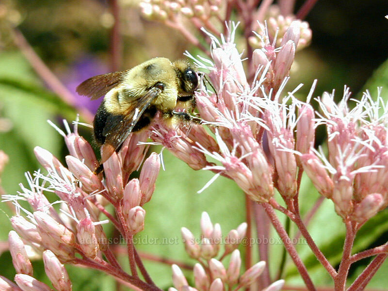 bumblebee & joe-pye weed (Bombus sp., Eutrochium sp.) [Smithsonian Butterfly Garden, Washington, Washington County, DC]