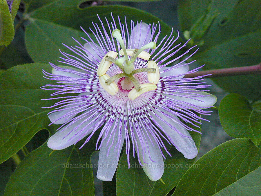 passion flower (Passiflora sp.) [Smithsonian Butterfly Garden, Washington, Washington County, DC]