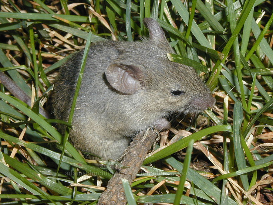 dazed mouse (Mus sp.) [Goodrich Ave., Saint Paul, Ramsey County, Minnesota]