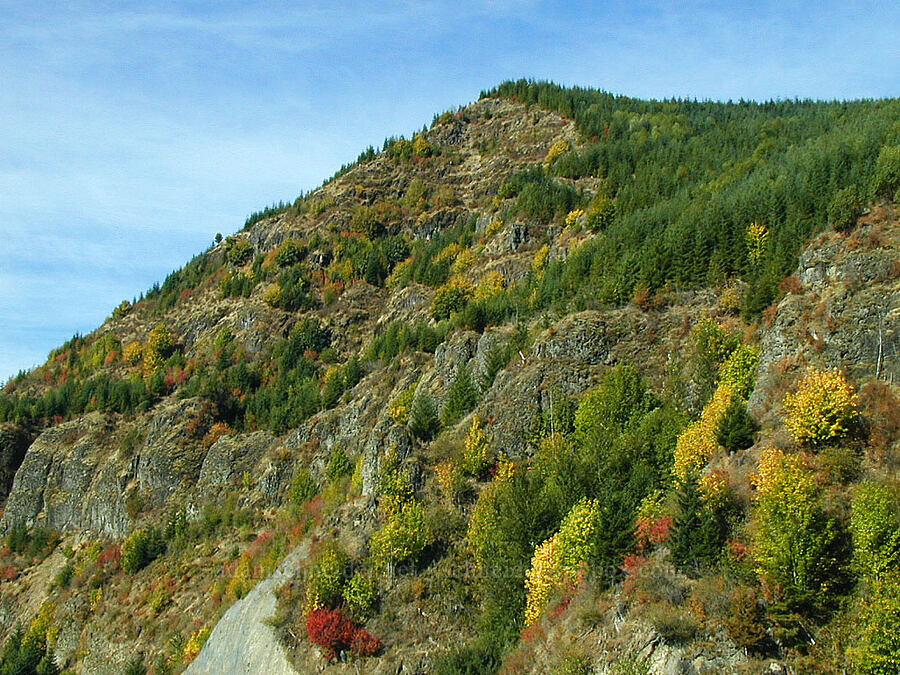recovering autumn hillside [Spirit Lake Memorial Highway, Cowlitz County,  County, Washington]