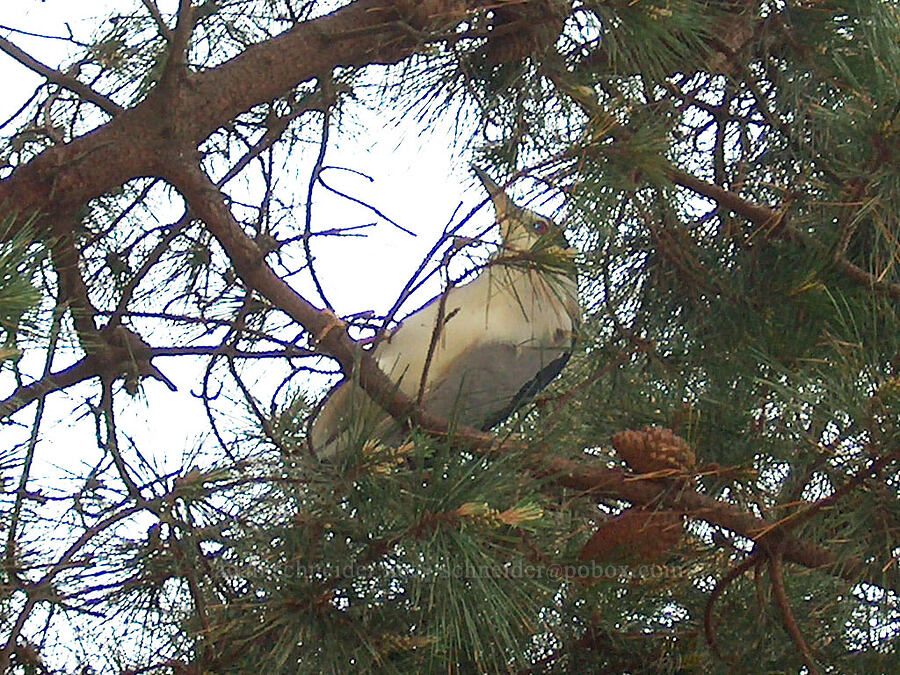black-crowned night heron in a tree (Nycticorax nycticorax) [West Cliff Drive, Santa Cruz, Santa Cruz County, California]