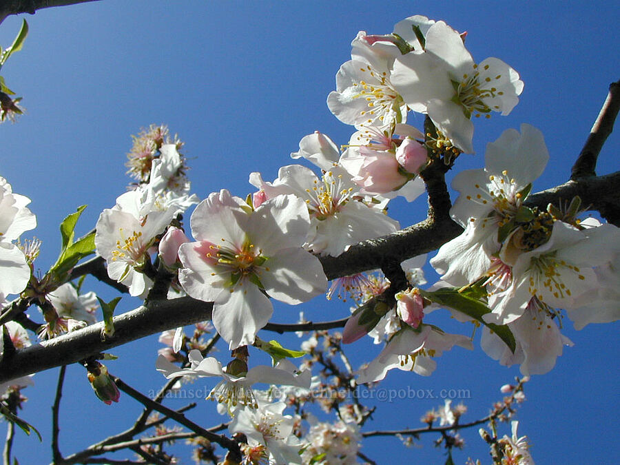 almond tree (Prunus amygdalus) [John Street, Santa Cruz, Santa Cruz County, California]