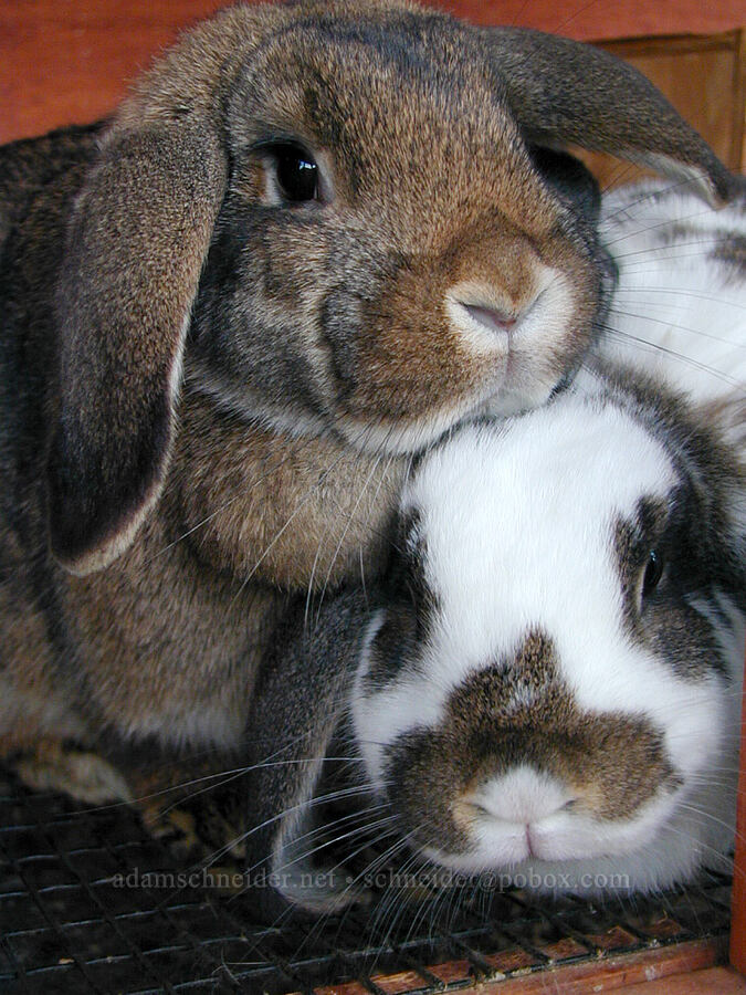 bunnies [John Street, Santa Cruz, Santa Cruz County, California]