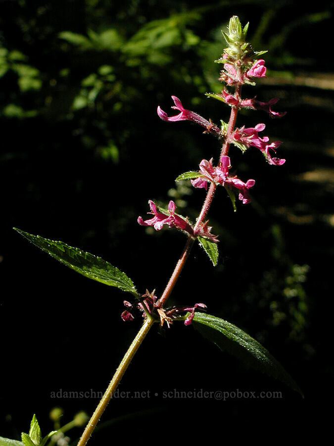 Cooley's hedge-nettle (Stachys cooleyae (Stachys chamissonis var. cooleyae)) [Pike Road Trail, East Sooke Regional Park, British Columbia, Canada]