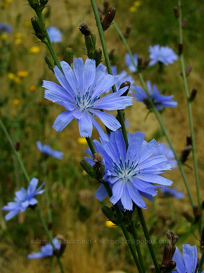 chicory (Cichorium intybus) [Land's End Road, North Saanich, British Columbia, Canada]