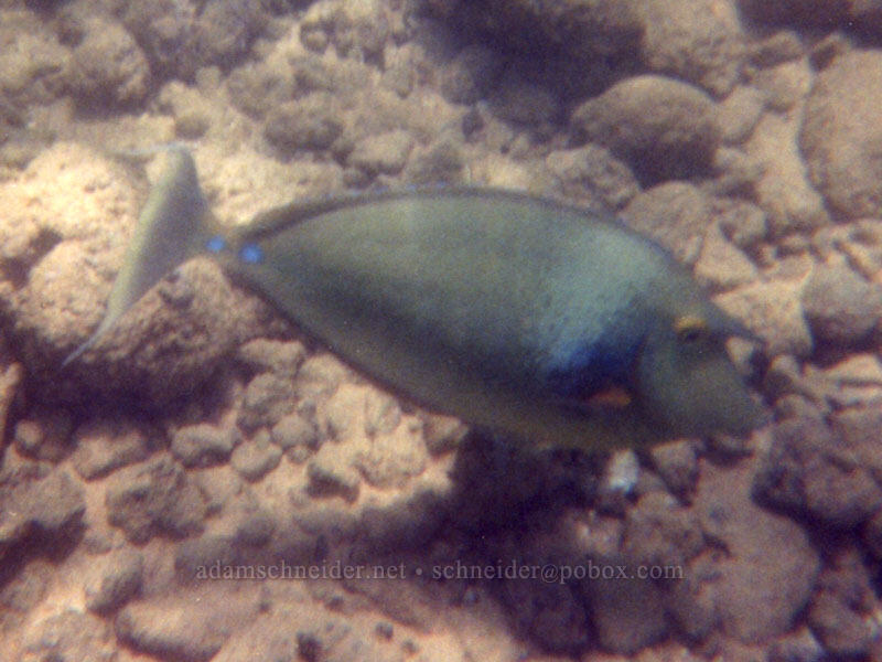 blue-spine unicornfish (Naso unicornis) [Po'ipu Beach Park, Po'ipu, Kaua'i, Hawaii]