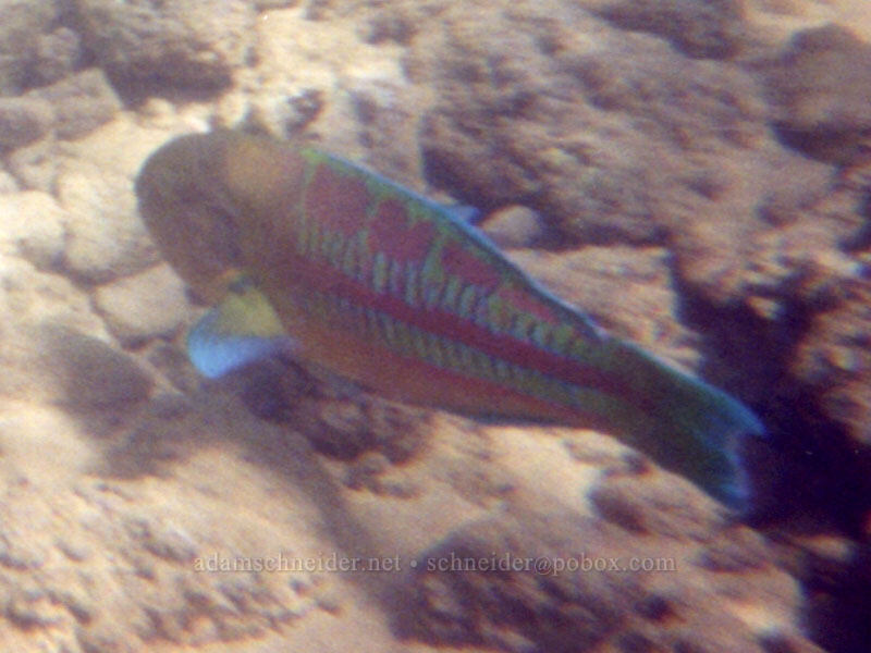 Christmas wrasse (Thalassoma trilobatum) [Po'ipu Beach Park, Po'ipu, Kaua'i, Hawaii]