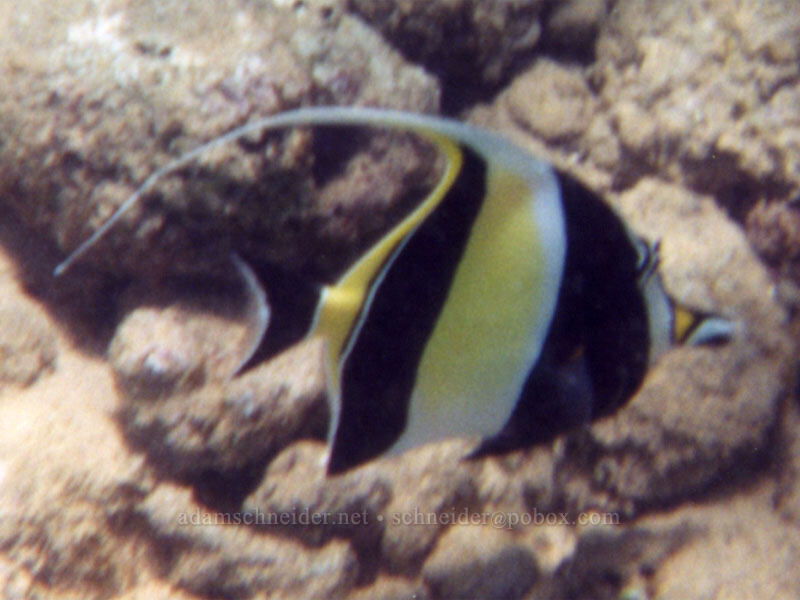 moorish idol (Zanclus cornutus) [Po'ipu Beach Park, Po'ipu, Kaua'i, Hawaii]