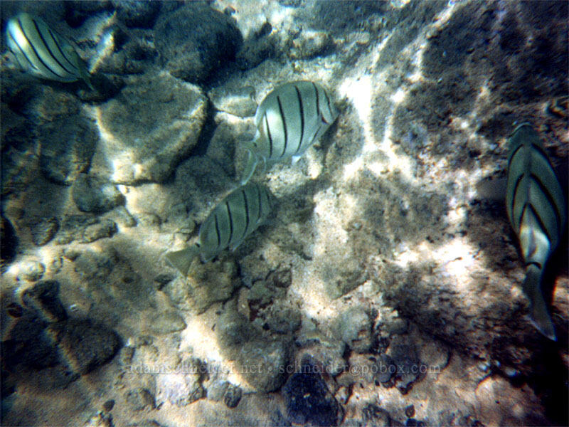 convict tangs (Acanthurus triostegus) [Po'ipu Beach Park, Po'ipu, Kaua'i, Hawaii]