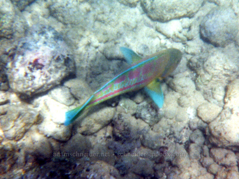 Christmas wrasse (Thalassoma trilobatum) [Po'ipu Beach Park, Po'ipu, Kaua'i, Hawaii]