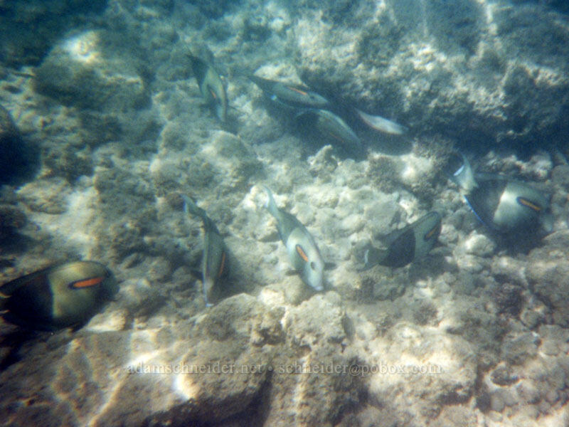 orange-bar surgeonfish (Acanthurus olivaceus) [Po'ipu Beach Park, Po'ipu, Kaua'i, Hawaii]