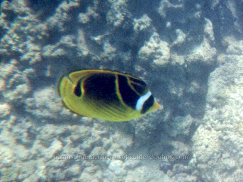 raccoon butterfly-fish (Chaetodon lunula) [Prince Kuhio Park, Po'ipu, Kaua'i, Hawaii]