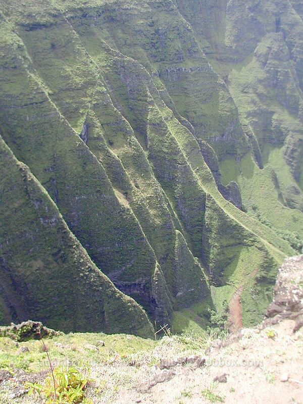 Nu'alolo Valley [Awa'awaphui Trail, Koke'e State Park, Kaua'i, Hawaii]