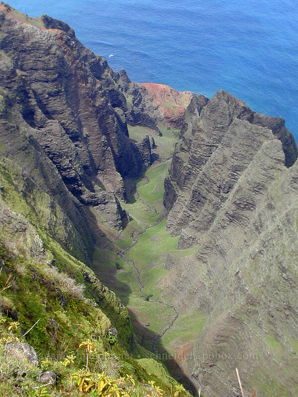Awa'awapuhi Valley [Awa'awaphui Trail, Koke'e State Park, Kaua'i, Hawaii]