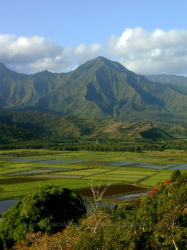 morning light in the Hanalei Valley [Hanalei Lookout, Hanalei, Kaua'i, Hawaii]