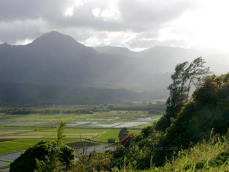 afternoon sun in the Hanalei Valley [Hanalei Lookout, Hanalei, Kaua'i, Hawaii]