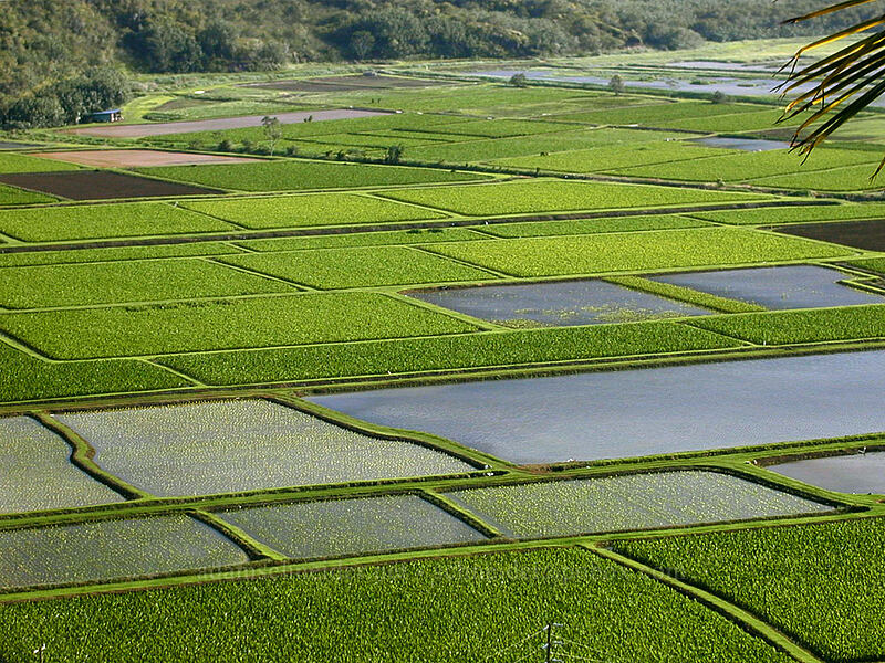 taro fields in the Hanalei Valley [Hanalei Lookout, Hanalei, Kaua'i, Hawaii]