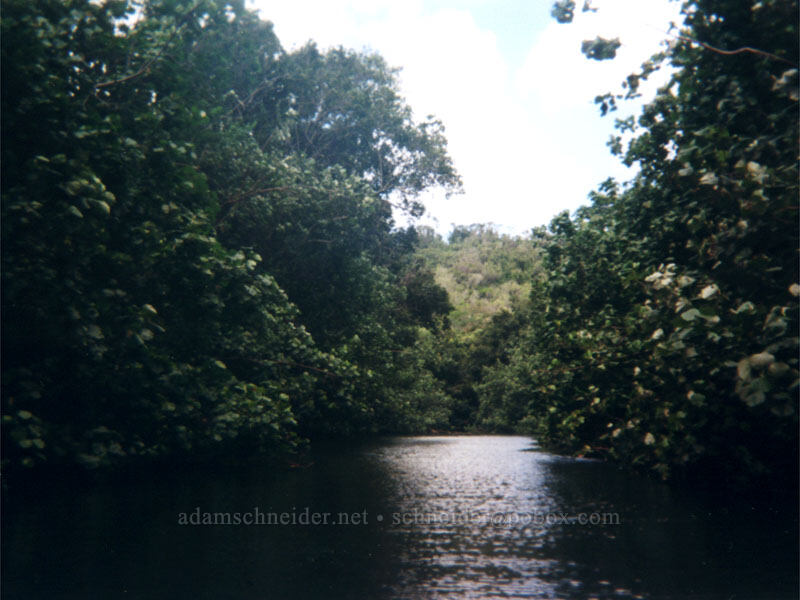 north fork of the Wailua River [Wailua River State Park, Wailua, Kaua'i, Hawaii]