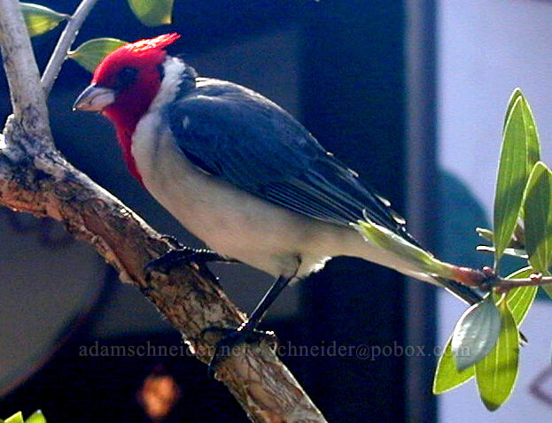 red-crested cardinal in a tree (Paroaria coronata) [Ching Young Shopping Village, Hanalei, Kaua'i, Hawaii]