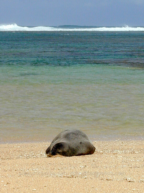 monk seal taking a nap (Neomonachus schauinslandi (Monachus schauinslandi)) [Tunnels Beach, Ha'ena, Kaua'i, Hawaii]