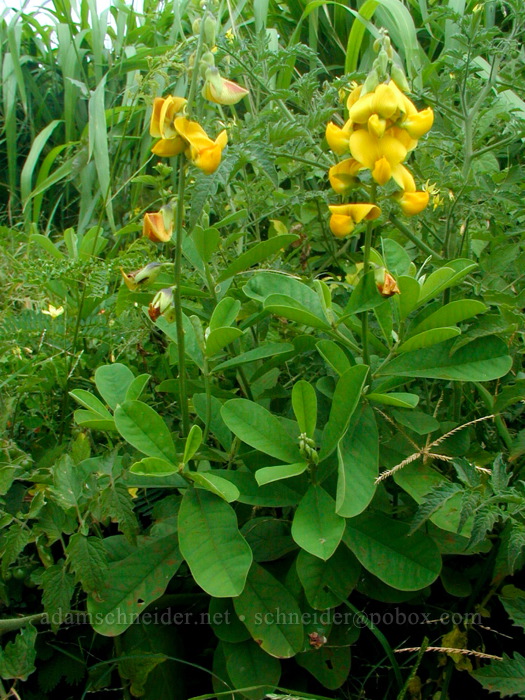 rattle-pod (Crotalaria sp.) [Kumukumu (Donkey) Beach, Kealia, Kaua'i, Hawaii]