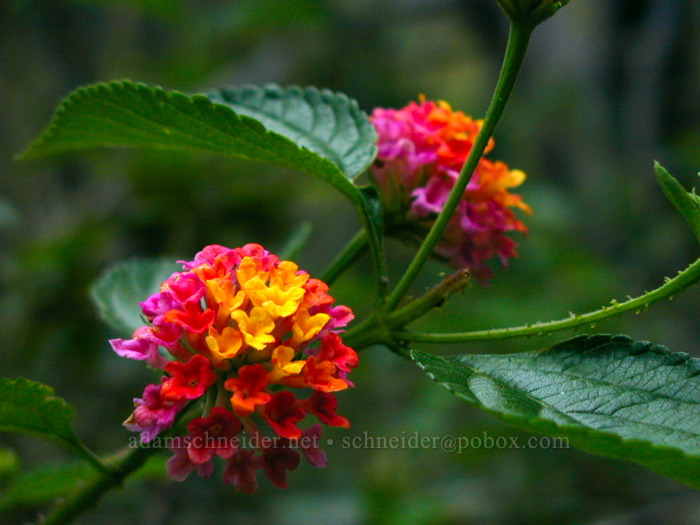 lantana (Lantana camara) [Po'omau Canyon Ditch Trail, Koke'e State Park, Kaua'i, Hawaii]