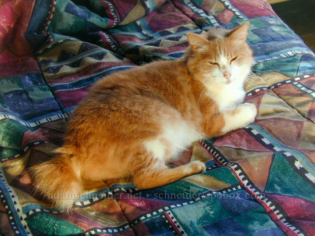 popoki [Kaua'i Hideaways, Kalaheo, Kaua'i, Hawaii]