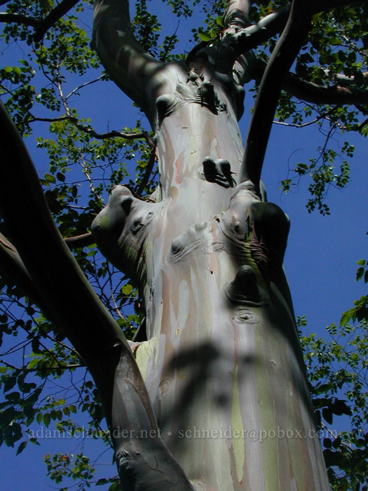 rainbow gum tree (Eucalyptus deglupta) [Keahua Arboretum, Wailua Valley, Kaua'i, Hawaii]
