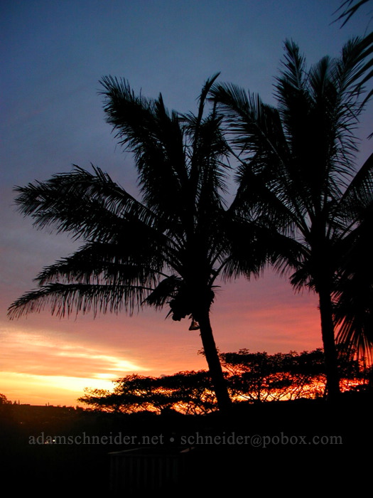 palm trees at sunset [Wawae Road, Kalaheo, Kaua'i, Hawaii]