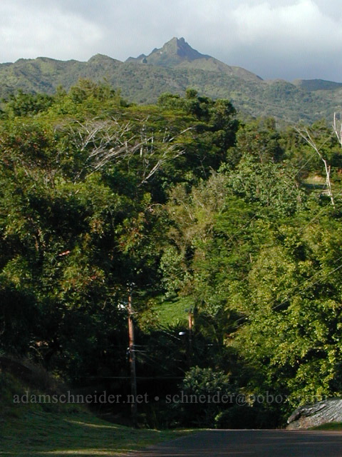 Kahili Mountain [Wawae Road, kalaheo, Kaua'i, Hawaii]