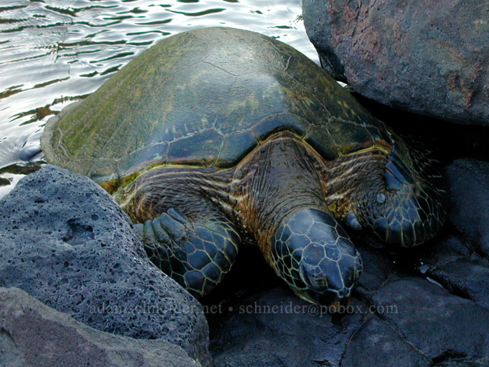 sea turtle (Chelonia mydas) [Koloa Landing, Po'ipu, Kaua'i, Hawaii]