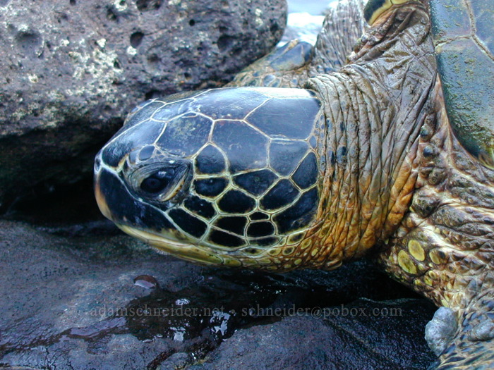 sea turtle (Chelonia mydas) [Koloa Landing, Po'ipu, Kaua'i, Hawaii]
