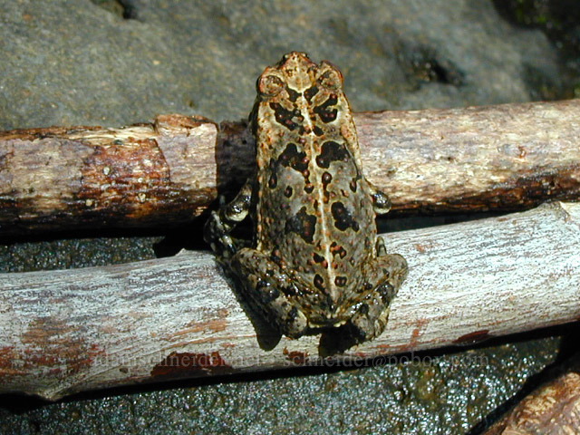 frog [Wailua Falls, Wailua River State Park, Kaua'i, Hawaii]
