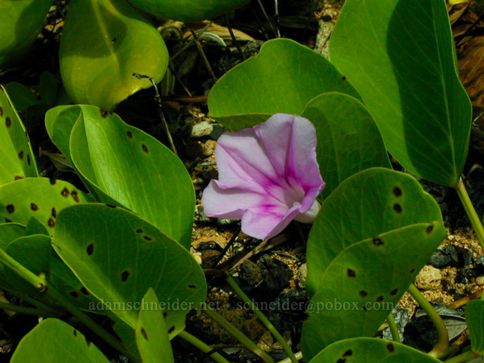 beach morning glory (Ipomoea pes-caprae) [Kiahuna Beach, Po'ipu, Kaua'i, Hawaii]