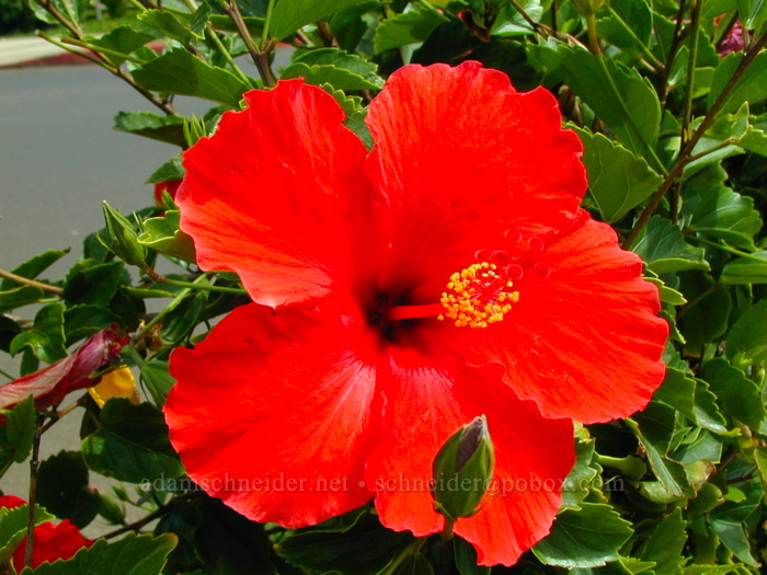 hibiscus [Kiahuna Beach, Po'ipu, Kaua'i, Hawaii]
