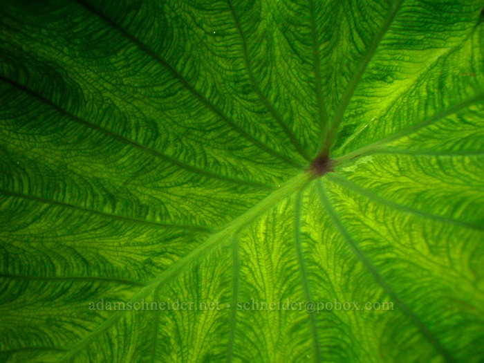 taro leaf (Colocasia esculenta) [Honolulu Airport, Honolulu, O'ahu, Hawaii]
